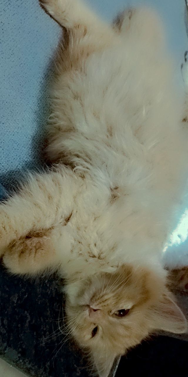 Pet image – gallery view